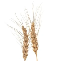Buy 🔥 Ashland® Natural Wheat Bunch ⌛ -Ashlandty Shop 10065705 20