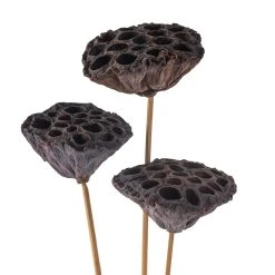 Best Pirce ❤️ Natural Lotus Pods Stem by Ashland® ⌛ -Ashlandty Shop 10065712 20