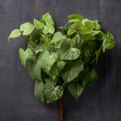 Best reviews of 🔥 Potato Leaf Bush by Ashland® ⭐ -Ashlandty Shop 10128897 25