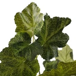 Outlet ❤️ Coral Bell Bush by Ashland® 🔥 -Ashlandty Shop 10129104 20