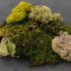 Discount 🔥 Moss Variety Pack by Ashland® 🎁 -Ashlandty Shop 10135036 21
