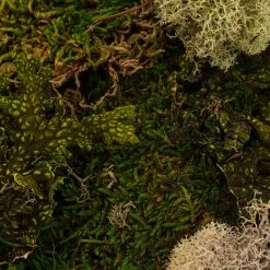 Discount 🔥 Moss Variety Pack by Ashland® 🎁 -Ashlandty Shop 10135036 22