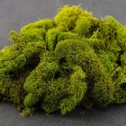 Brand new 🔥 Ashland® Reindeer Moss 🤩 -Ashlandty Shop 10135038 21