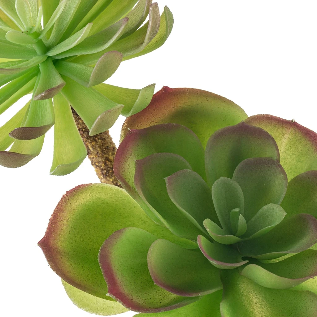 Best deal π Assorted Red Tipped Succulent Pick by Ashland® π 5 Best deal π Assorted Red Tipped Succulent Pick by Ashland® π - Image 3