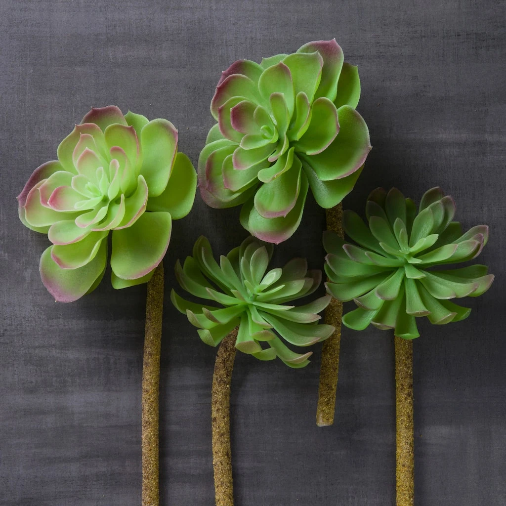 Best deal π Assorted Red Tipped Succulent Pick by Ashland® π 4 Best deal π Assorted Red Tipped Succulent Pick by Ashland® π - Image 2