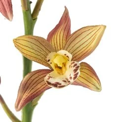 Hot Sale ⌛ Tropical Cymbidium Stem by Ashland® 🎁 -Ashlandty Shop 10230910 20