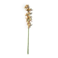 Hot Sale ⌛ Tropical Cymbidium Stem by Ashland® 🎁