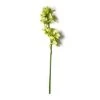 Outlet ⭐ Tropical Cymbidium Stem by Ashland® ⌛ -Ashlandty Shop 10230928 21