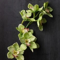Outlet ⭐ Tropical Cymbidium Stem by Ashland® ⌛ -Ashlandty Shop 10230928 22
