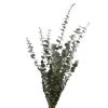 Buy 🌟 Ashland® Washed Eucalyptus Bunch, 4 oz. 🥰 -Ashlandty Shop 10259685