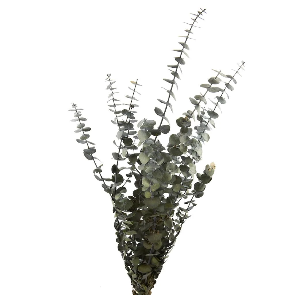Buy π Ashland® Washed Eucalyptus Bunch, 4 oz. π₯° 3 Buy π Ashland® Washed Eucalyptus Bunch, 4 oz. π₯°
