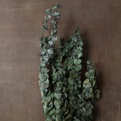 Buy π Ashland® Washed Eucalyptus Bunch, 4 oz. π₯° 9 Buy π Ashland® Washed Eucalyptus Bunch, 4 oz. π₯° -Ashlandty Shop 10259685 25