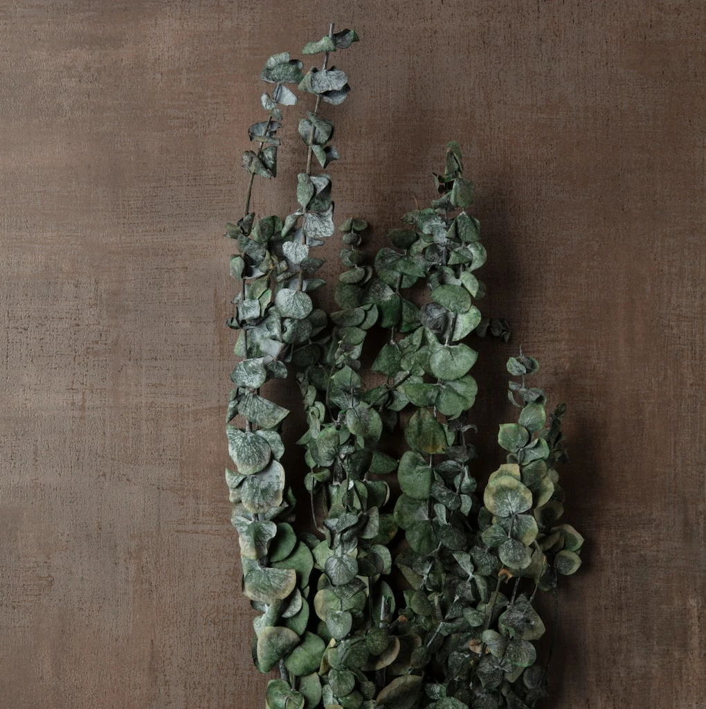 Buy π Ashland® Washed Eucalyptus Bunch, 4 oz. π₯° 6 Buy π Ashland® Washed Eucalyptus Bunch, 4 oz. π₯° - Image 4