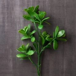 Discount 🎁 Green Crassula Spray by Ashland® ⌛ -Ashlandty Shop 10262977 22