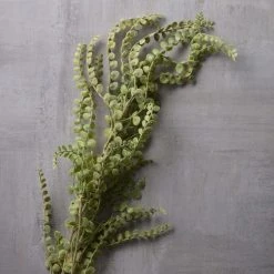 Wholesale π Weeping Fern Stem by Ashland® π 6 Wholesale π Weeping Fern Stem by Ashland® π -Ashlandty Shop 10263117 22