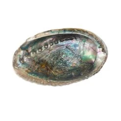 Wholesale ⭐ Blue Abalone Shell by Ashland® 💯