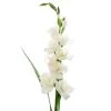 Cheap 🥰 12 Pack: White Gladiolus Stem by Ashland® 🌟 -Ashlandty Shop 10297020 1