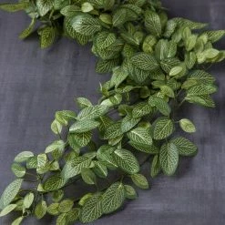 Best reviews of 😀 Fittonia Hanging Bush Classic Greeery by Ashland® ❤️ -Ashlandty Shop 10308882 22