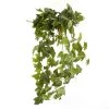 Cheapest 👍 German Ivy Bush Ivy Collection by Ashland® ✔️ -Ashlandty Shop 10335273 01