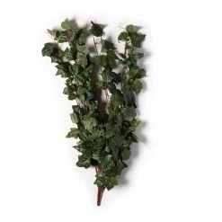 Cheapest 👍 German Ivy Bush Ivy Collection by Ashland® ✔️ -Ashlandty Shop 10335273 21