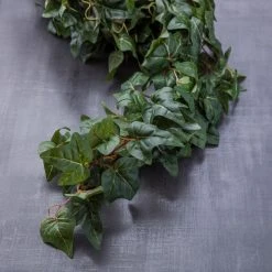 Cheapest 👍 German Ivy Bush Ivy Collection by Ashland® ✔️ -Ashlandty Shop 10335273 22