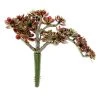 Discount ⭐ Creeping Red Sedum Pick by Ashland® ❤️ -Ashlandty Shop 10337815 1