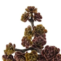 Discount ⭐ Creeping Red Sedum Pick by Ashland® ❤️ -Ashlandty Shop 10337815 20