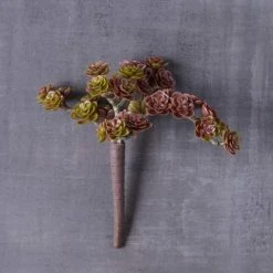 Discount ⭐ Creeping Red Sedum Pick by Ashland® ❤️ -Ashlandty Shop 10337815 22