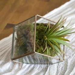 Budget 😉 Deco Moss by Ashland® 🤩 -Ashlandty Shop 10341503 3