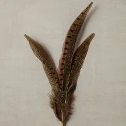 Budget 🤩 Pheasant Feather Picks by Ashland® 🥰 9 Budget 🤩 Pheasant Feather Picks by Ashland® 🥰 -Ashlandty Shop 10355706 25