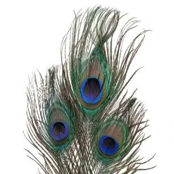 Promo ⌛ Peacock Feather Picks by Ashland® 🧨 -Ashlandty Shop 10355707 20