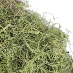 Best deal 😉 Ashland® Spanish Moss—Basil Green ✔️ -Ashlandty Shop 10382824 3