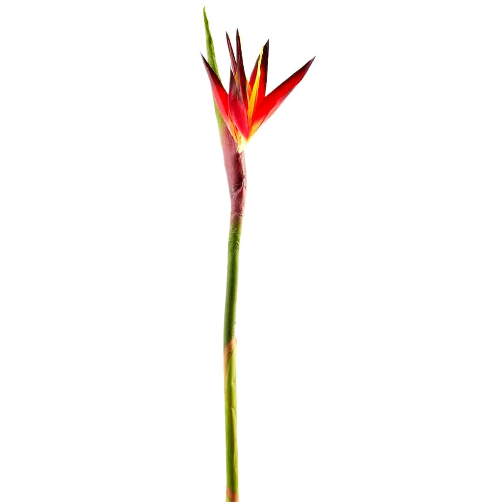Buy โญ Tropical Bird of Paradise Stem by Ashland® ๐ 6 Buy โญ Tropical Bird of Paradise Stem by Ashland® ๐ - Image 4
