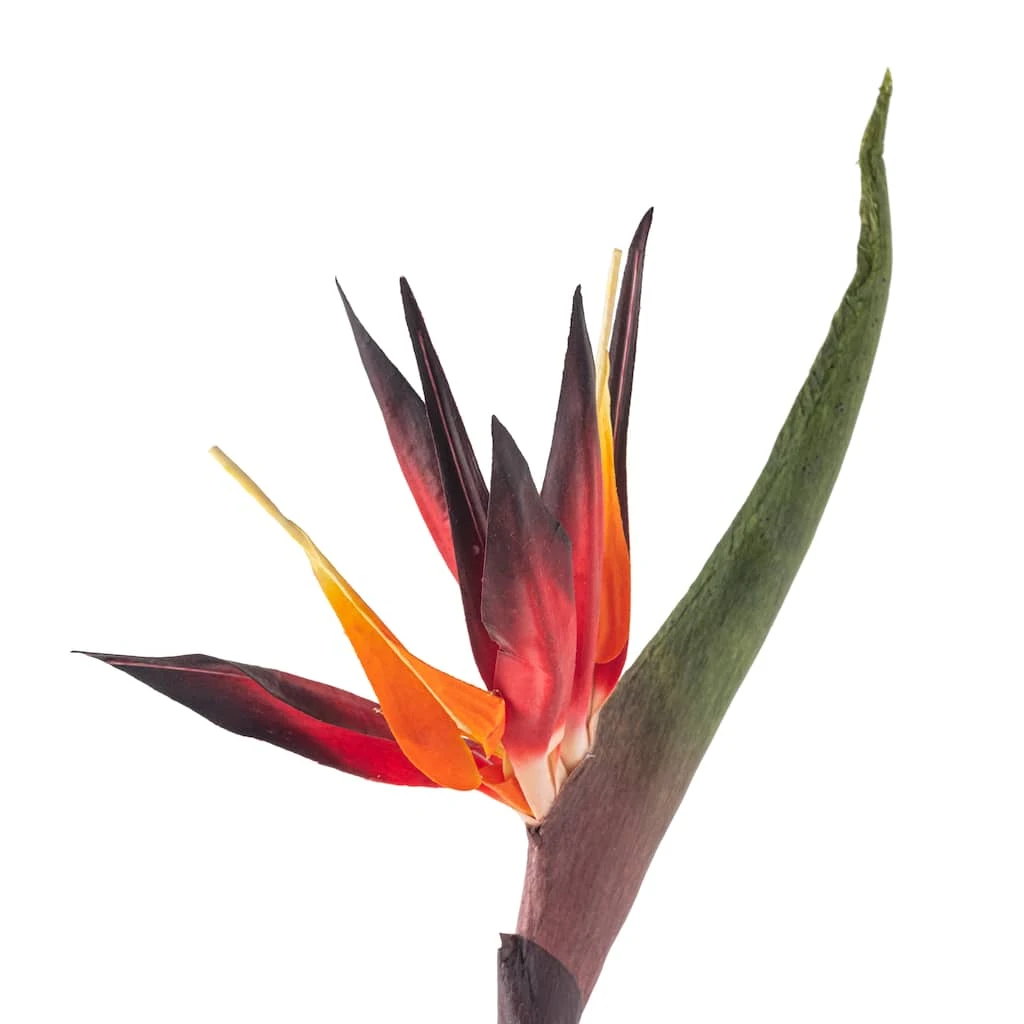 Buy โญ Tropical Bird of Paradise Stem by Ashland® ๐ 5 Buy โญ Tropical Bird of Paradise Stem by Ashland® ๐ - Image 3