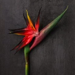 Buy โญ Tropical Bird of Paradise Stem by Ashland® ๐ 7 Buy โญ Tropical Bird of Paradise Stem by Ashland® ๐ -Ashlandty Shop 10390624 22