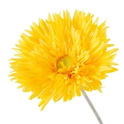 Buy 🌟 Jumbo Spider Gerber Daisy Stem by Ashland® 🧨 -Ashlandty Shop 10392672 20