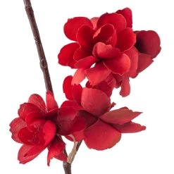 Flash Sale π Red Apple Blossom Branch Stem by Ashland® β¨ 7 Flash Sale π Red Apple Blossom Branch Stem by Ashland® β¨ -Ashlandty Shop 10400684 20