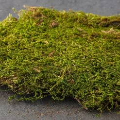 Deals 😉 Forest Green Preserved Moss by Ashland® ✔️ -Ashlandty Shop 10407975 21