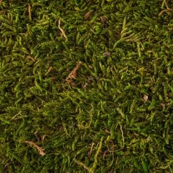 Deals 😉 Forest Green Preserved Moss by Ashland® ✔️ -Ashlandty Shop 10407975 22