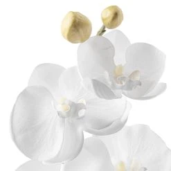 Brand new 🌟 Phaleanopsis Orchid by Ashland® ✨ -Ashlandty Shop 10413038 20