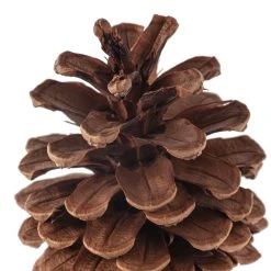 Wholesale 😀 Pinecone Bag by Ashland® 🛒 -Ashlandty Shop 10424644 20