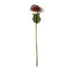 Cheap ⭐ Red Pincushion Protea Spray by Ashland® ✔️ -Ashlandty Shop 10430478 21