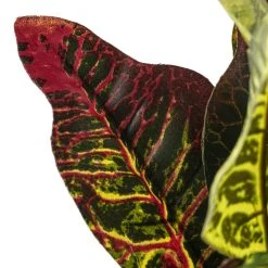 Budget 💯 Croton Bush Classic Greenery by Ashland® 🔔 -Ashlandty Shop 10430898 20