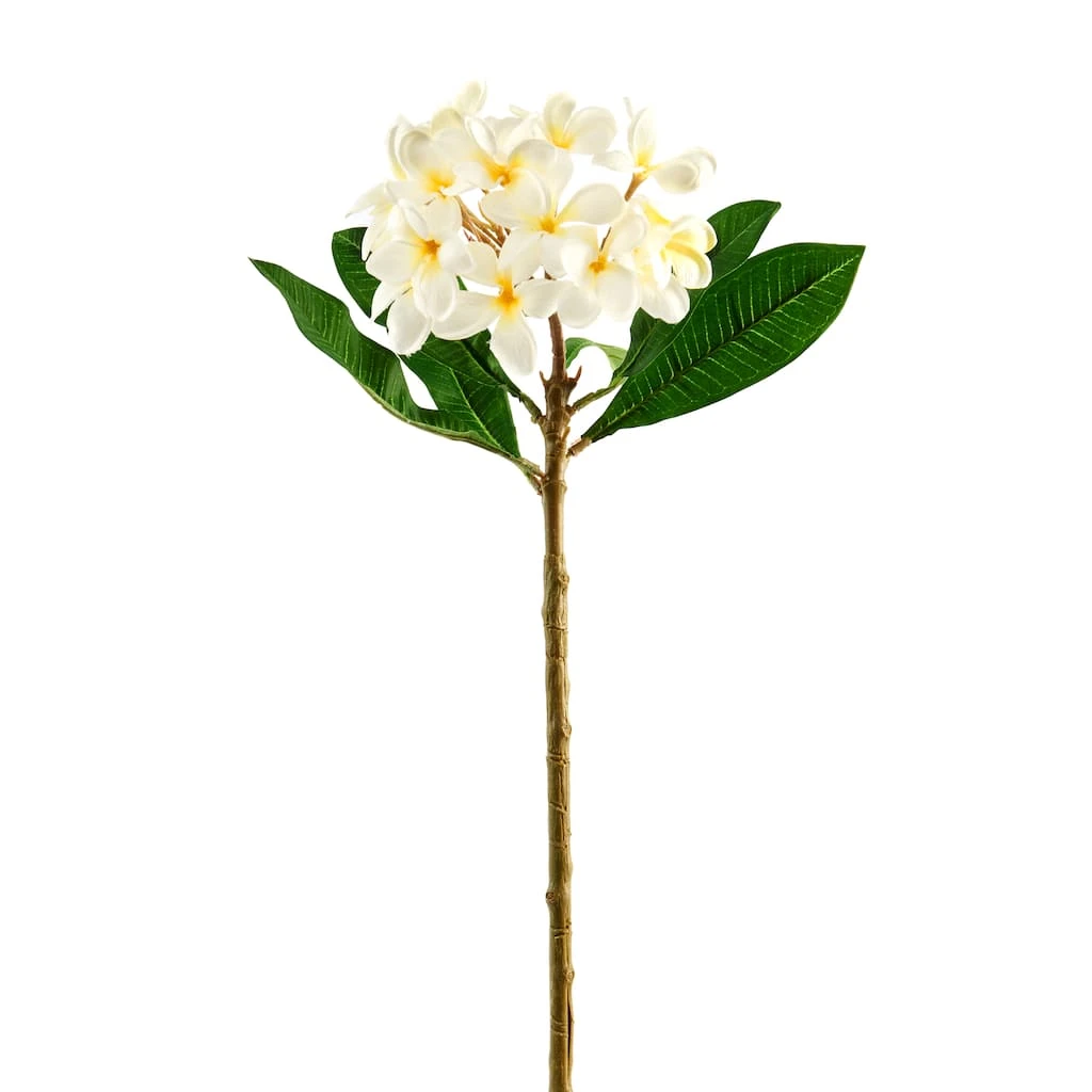 Coupon ❤️ White Frangipani Stem by Ashland® 👍 3 Coupon ❤️ White Frangipani Stem by Ashland® 👍