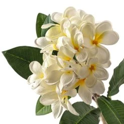 Coupon ❤️ White Frangipani Stem by Ashland® 👍 7 Coupon ❤️ White Frangipani Stem by Ashland® 👍 -Ashlandty Shop 10450428 20
