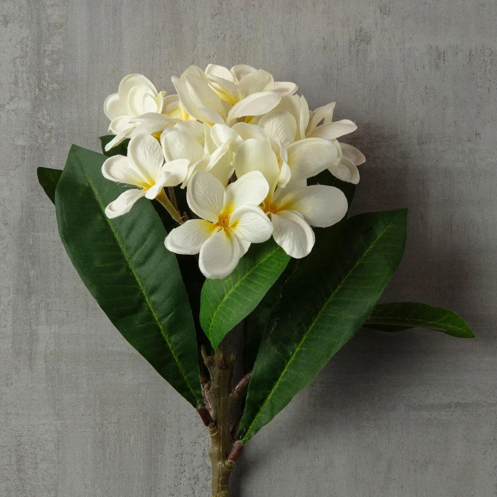 Coupon ❤️ White Frangipani Stem by Ashland® 👍 5 Coupon ❤️ White Frangipani Stem by Ashland® 👍 - Image 3