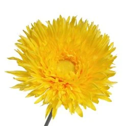 Outlet ✨ Jumbo Yellow Spider Gerber Daisy Stem by Ashland® ✨ -Ashlandty Shop 10457421 3