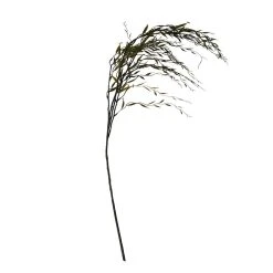 Best reviews of ⌛ Green Weeping Willow Stem by Ashland® ⌛ -Ashlandty Shop 10457806 2