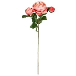 Discount ⌛ Coral English Rose Stem by Ashland® 🛒