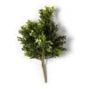 Coupon 🎁 Boxwood & Berry Bush by Ashland® 👏 -Ashlandty Shop 10546917 21